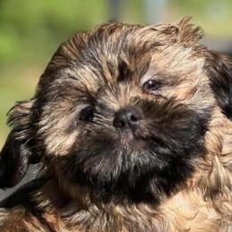 Shih Tzu Puppies from Shih Tzu Companions