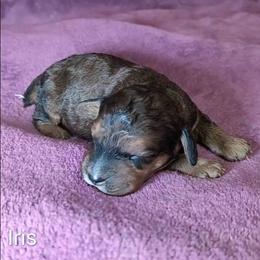 Iris - Brown and tan female Cockapoo puppy in Sunset, Louisiana from Cano Cockapoos