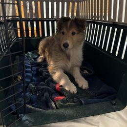 Collie Puppies from Little Apple Collies, Dazey, ND