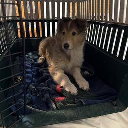 Collie Puppies from Little Apple Collies, Dazey, ND
