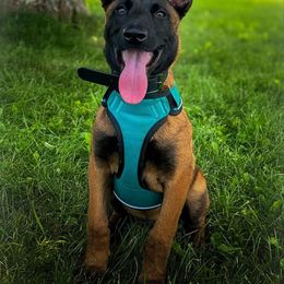 Belgian Malinois and Dutch Shepherd Puppies from Maine Working Dogs