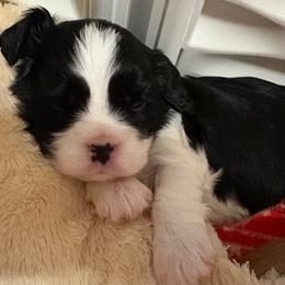 Oreo - Black and white male Cavalier King Charles Spaniel puppy in Melbourne, Florida from Majestic Cavaliers of Melbourne FL