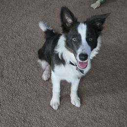Soso - Border Collie