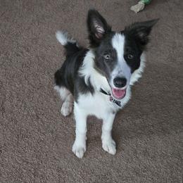 Soso - Border Collie