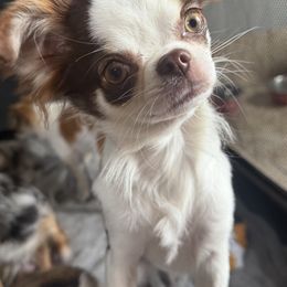 Remy - Chihuahua