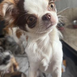 Remy - Chihuahua