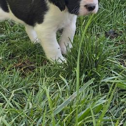 Party Animal - Black and white male English Springer Spaniel puppy in Palisade, Colorado from Bigfoot's Kennel