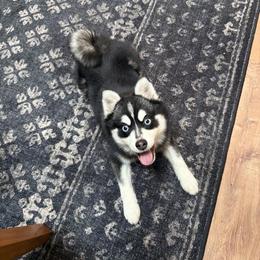 Loutre 🦦 - Pomsky