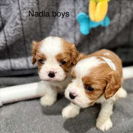 Boy 2 - Blenheim male Cavalier King Charles Spaniel puppy in Creedmoor, North Carolina from Cavalier Obsession