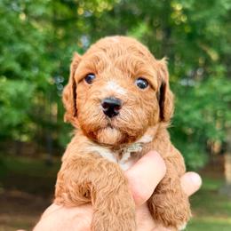 Girl 1 - Red  female Goldendoodle puppy in Philadelphia, Mississippi from Oakie Doodles