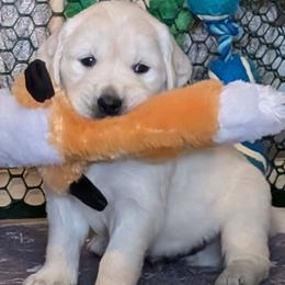 Golden Retriever Puppies from Mountain Sky Goldens   https://youtu.be/30SVQesEtig?si=CMjASv_Tza1VKSNt