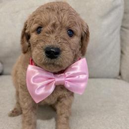 Daenerys - Red  female Goldendoodle puppy in Richmond, Texas from Harper’s Heartbeats