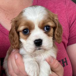 Blenheim with thumbprint - Blenheim male Cavalier King Charles Spaniel puppy in Graysville, Tennessee from Country Goldens and Mountain Top Cavaliers