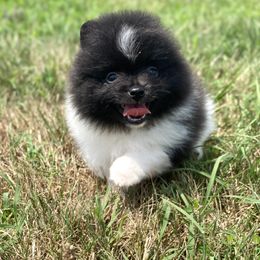 Pomeranian Puppies from Summer Set Poms