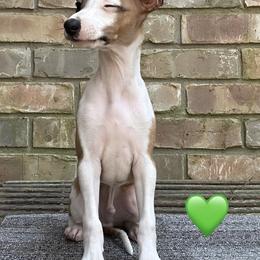 Green (Boy 2) - Red male Italian Greyhound puppy in Arkadelphia, Arkansas from Concordia