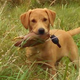 Labrador Retrievers from Lange's British Labs LLC