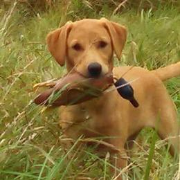 Labrador Retrievers from Lange's British Labs LLC