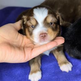 Bloom - Red tri-color male Miniature American Shepherd puppy in Harrisonville, Missouri from Trailside Mini Aussies