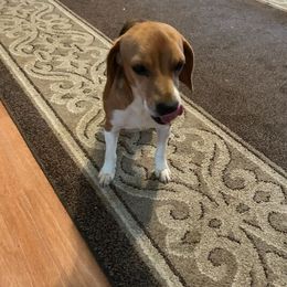 Ava - Beagle