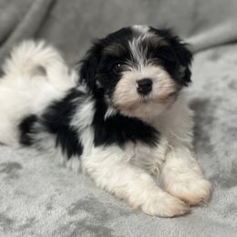 Serafina - Black and white female Havanese puppy in Lawrenceville, Georgia from Alchemy Havanese