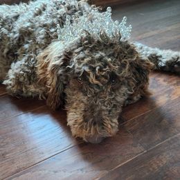 Betty - Poodle
