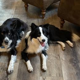 Border Collies from Sugar Hill Border Collies
