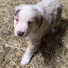 Jasper - Red merle male Australian Shepherd puppy in Orlando, Florida from Skaky Shepherds