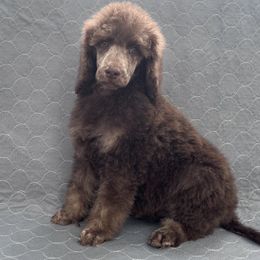Hornet - Brindle male Poodle puppy in Overbrook, Kansas from Hidden Springs Poodles LLC