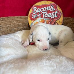 Bacon- Red - White and black female Dalmatian puppy in Claremore, Oklahoma from Lotsofdots Dalmatians