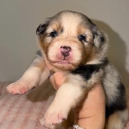 Caesar Salad - Blue merle female Australian Shepherd puppy in Anniston, Alabama from All Hale Aussies