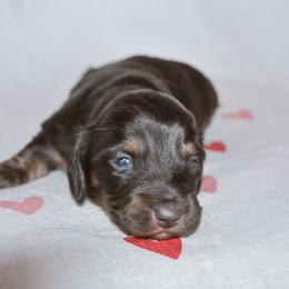Scooby - Black and tan male Dachshund puppy in Eufaula, Alabama from B’s Dachshunds