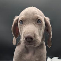 Biff - Silver gray male Weimaraner puppy in Evart, Michigan from Drehbar Weimaraners