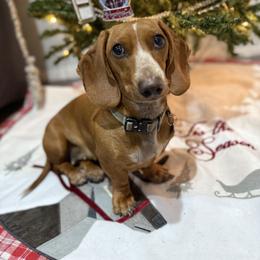 Dachshunds from Western Weens