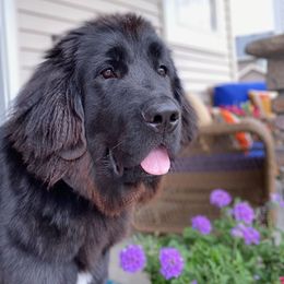 Newfoundland Puppies from Lake Country Newfoundlands