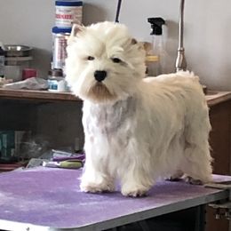 Lyla - West Highland White Terrier