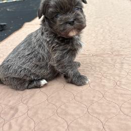 Cobolt - Blue male Shih Tzu puppy in Eunice, Louisiana from 4J's Cajun Kennels