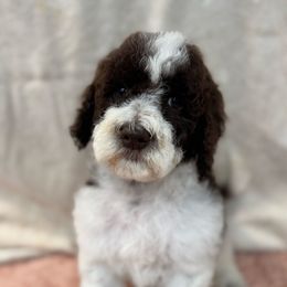 Elliott - Parti male Goldendoodle puppy in Afton, Oklahoma from C5 Doodles