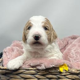 Yellow Male - Parti male Goldendoodle puppy in Great Falls, Montana from Montana Goldendoodles