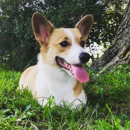 Cadence  - Pembroke Welsh Corgi