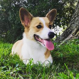 Cadence  - Pembroke Welsh Corgi