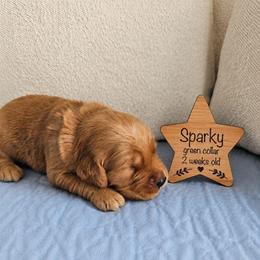 Sparky - Dark golden male Golden Retriever puppy in Inman, South Carolina from Shadow Acres