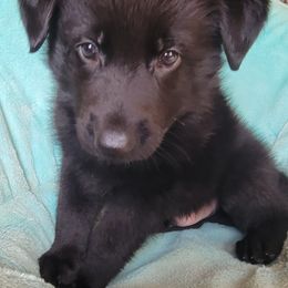 Dozer - Black male German Shepherd puppy in Cave City, Arkansas from Bayou Valley Shepherds and Hunt Terriers