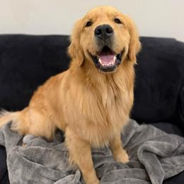 SnowMan - Golden Retriever