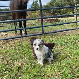 Australian Shepherd Puppies from Spirited Aussies