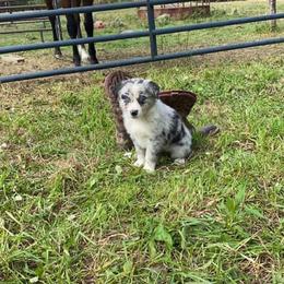 Australian Shepherd Puppies from Spirited Aussies