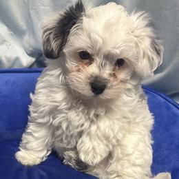 NO NAME - male Sporty Mix puppy in Newnan, Georgia from Shirley's Yorkie poos