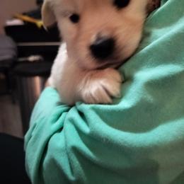 Yellow - Golden female Golden Retriever puppy in Madison, Ohio from Heckmans English Cream Golden Retrievers