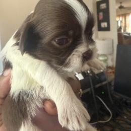 Ava Midori - Liver and white female Shih Tzu puppy in Durham, North Carolina from The 🐾 Tang Clan Chronicle & Nursery