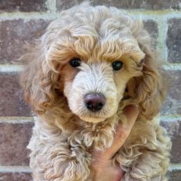 Elliot-one baby left... - Cream male Poodle puppy in Bedford, Texas from S.H.A.R.P.’s Toy Poodles