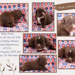Weah - Red tri male Miniature Australian Shepherd puppy in Asheboro, North Carolina from Stellar Aussies
